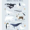 Affiche Animaux Pôle Nord/Sud Living Earth LILIPINSO Bleu Glacier – Lilipinso 17